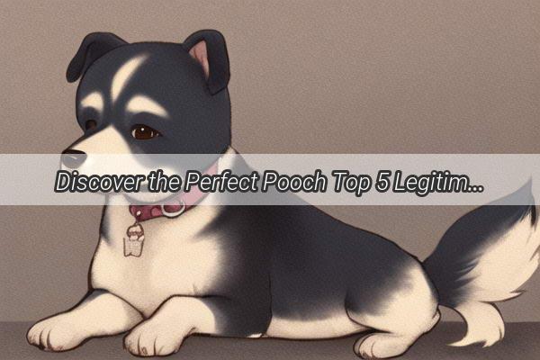 Discover the Perfect Pooch Top 5 Legitimate Dog Breeders in Zhuhai